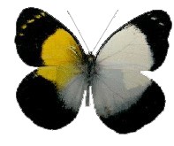 Delias meeki (gynandromorph, ornithoptera.net) (Internet Image property of respective owner, non-commercial use only)